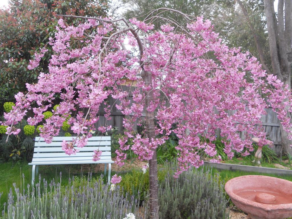 Astley Cottage Daylesford Phòng bức ảnh